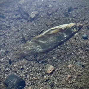 Hit Sezóny LK BAITS PREDÁTOR DIPOVANÁ RYBIČKA XL