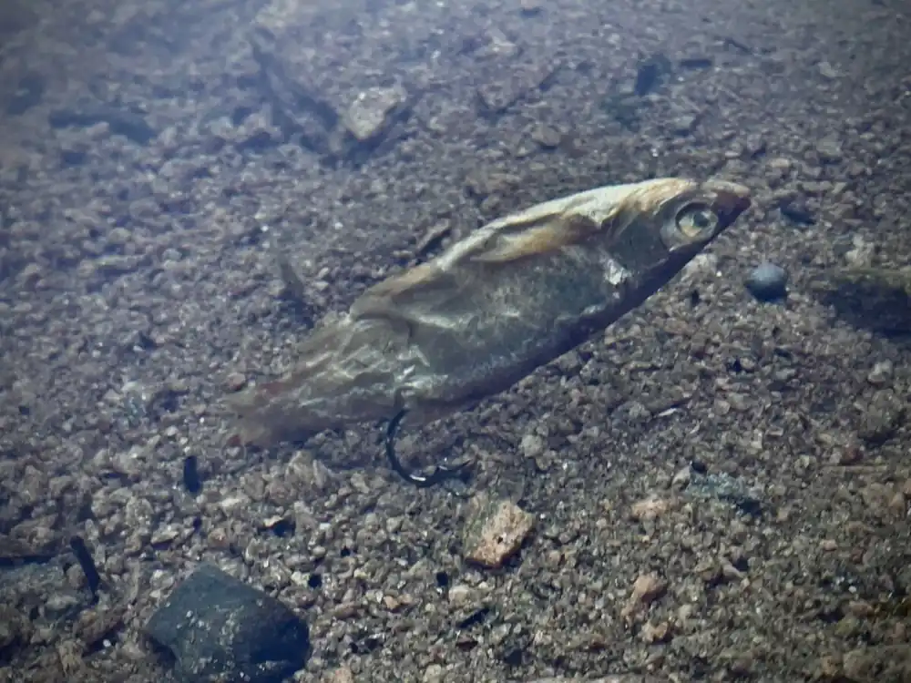 Hit Sezóny LK BAITS PREDÁTOR DIPOVANÁ RYBIČKA XL